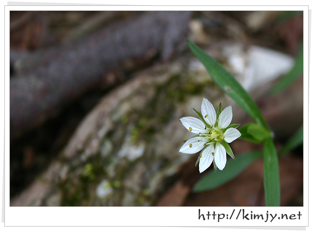 080420_참개별꽃_1.jpg